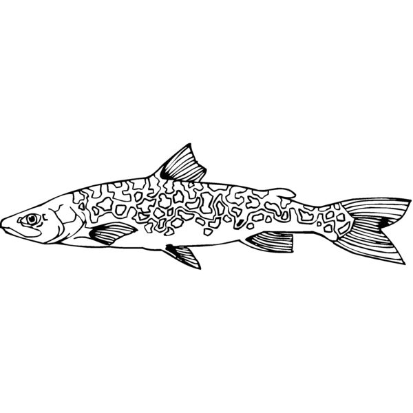 lake trout Thumbnail