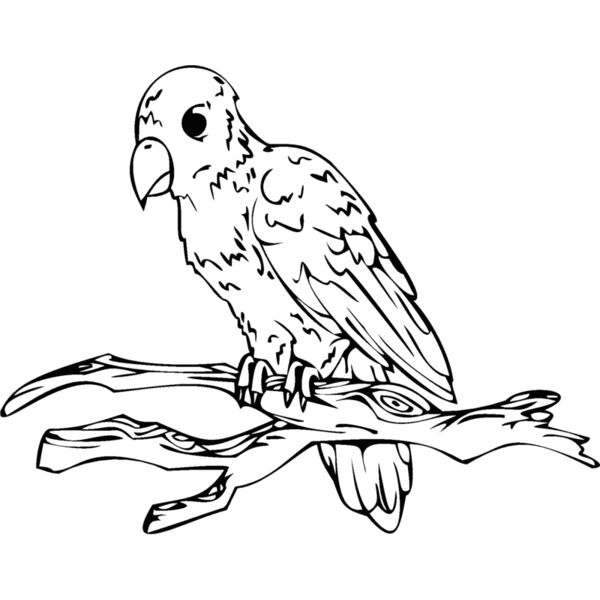 bird on limb Thumbnail