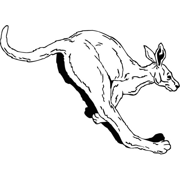 kangaroo Thumbnail