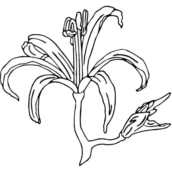 nerine blossom Thumbnail