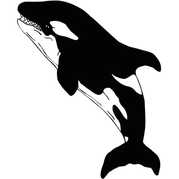 killerwhale01 Thumbnail