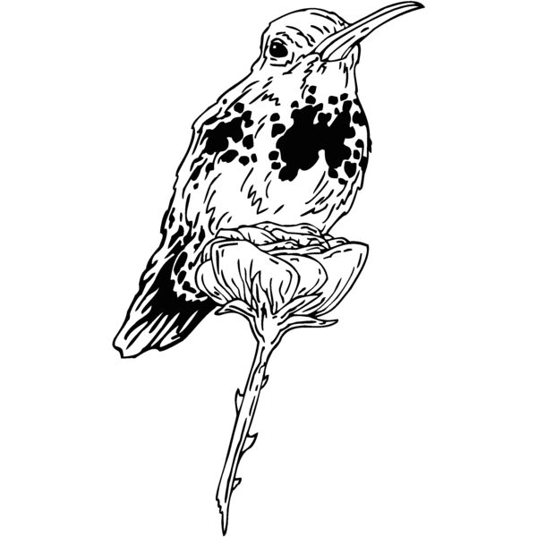 rufous hummingbird Thumbnail