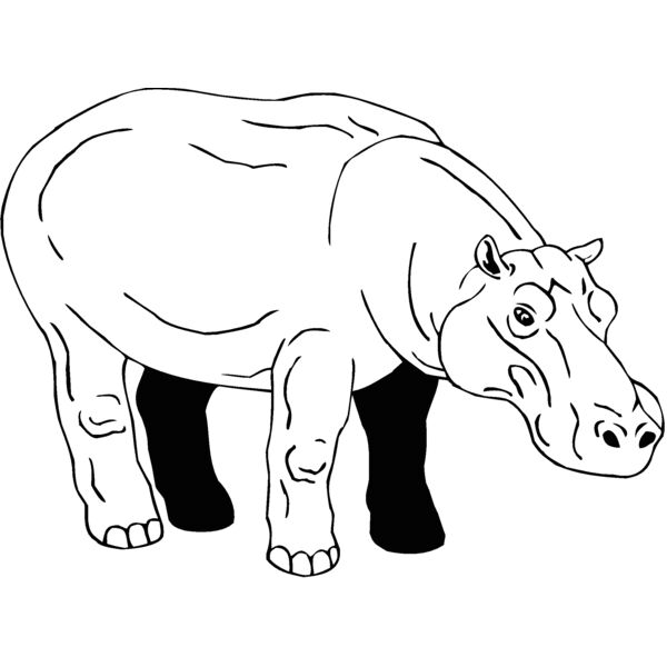 hippo2 Thumbnail