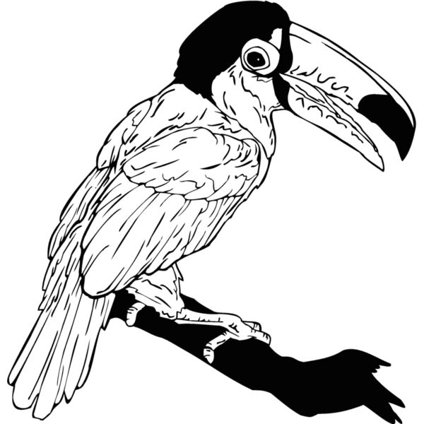 toucan Thumbnail