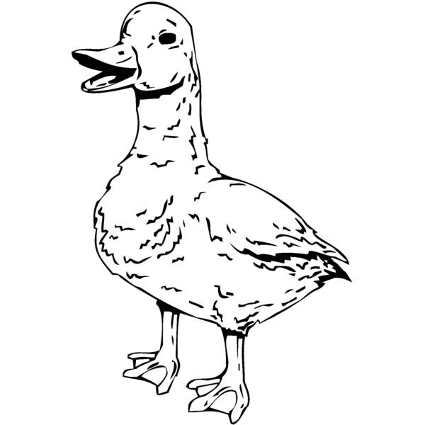 duck2 Thumbnail