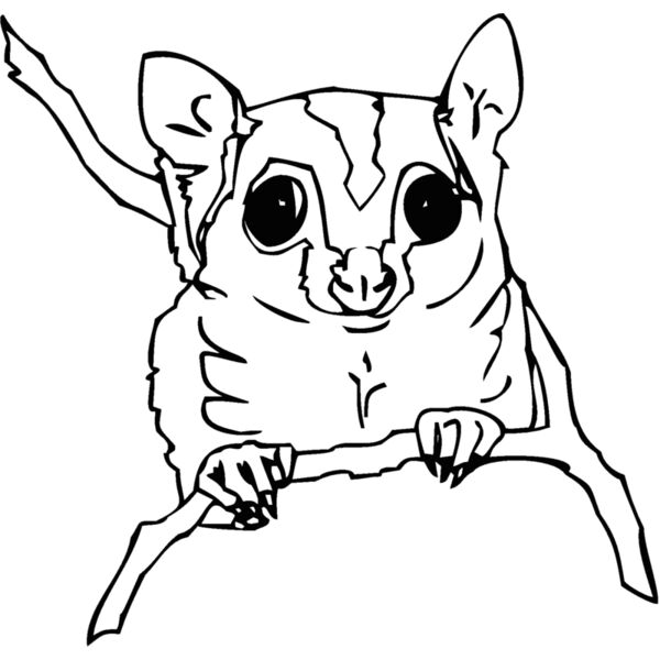 sugarglider Thumbnail