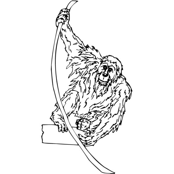 orangutan2 Thumbnail