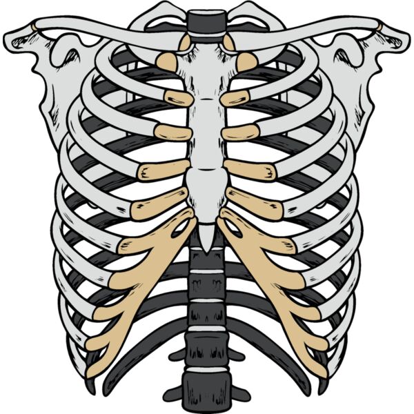 es2bones003clr Thumbnail